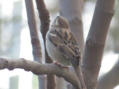 Passer domesticus