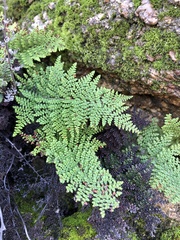 Myriopteris clevelandii