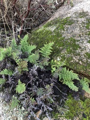 Myriopteris clevelandii