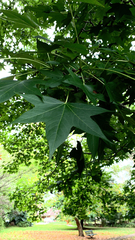 Liquidambar styraciflua