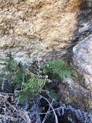 Myriopteris clevelandii