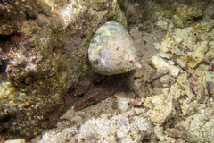 Gymnothorax zonipectis