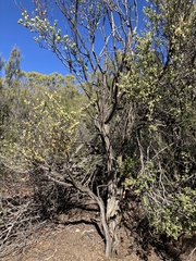 Ceanothus perplexans