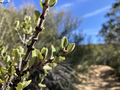 Ceanothus perplexans