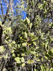 Ceanothus perplexans