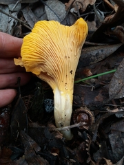 Cantharellus