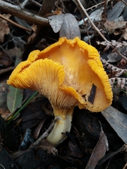 Cantharellus