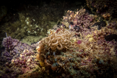 Phyllodesmium briareum
