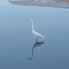 Ardea alba