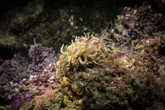 Phyllodesmium briareum