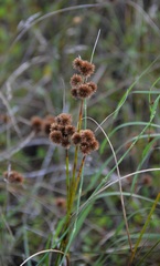 Juncus torreyi