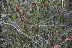 Juncus torreyi