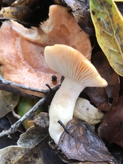 Lactarius xanthogalactus