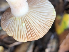 Lactarius xanthogalactus