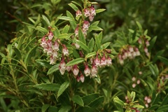 Gaultheria tenuifolia