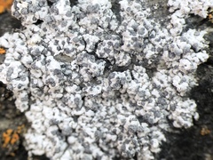 Diplotomma alboatrum