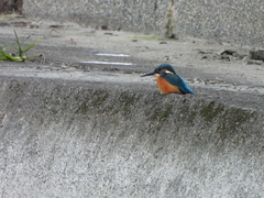 Alcedo atthis bengalensis