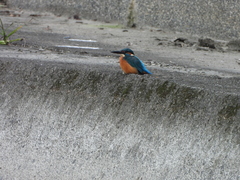 Alcedo atthis bengalensis