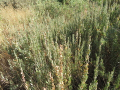Atriplex paludosa