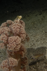 Petroscirtes breviceps