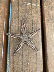 Astropecten