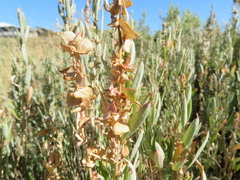 Atriplex paludosa