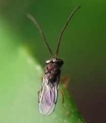 Eucharitinae