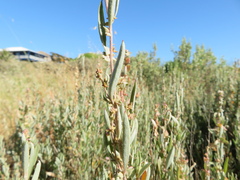 Atriplex paludosa