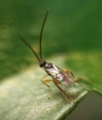 Eucharitinae