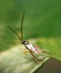 Eucharitinae