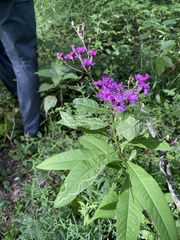 Vernonia gigantea