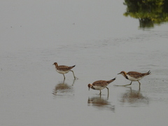 Pheasant-Tailed Jacana photo 5