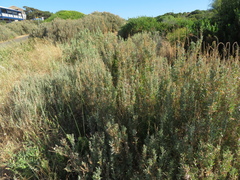 Atriplex paludosa