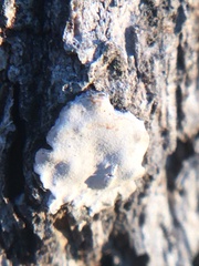 Aleurodiscus oakesii