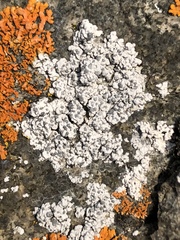 Diplotomma alboatrum