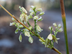 Polygonella gracilis