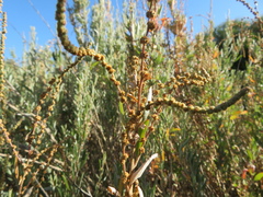Atriplex paludosa