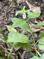 Stachys tenuifolia