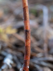 Polygonella gracilis
