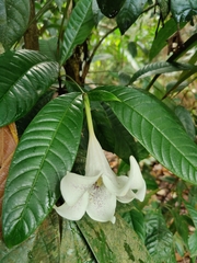 Rothmannia macrophylla