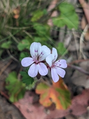 Pelargonium australe