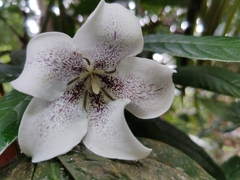 Rothmannia macrophylla