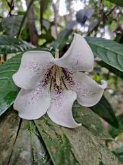 Rothmannia macrophylla