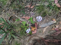 Pelargonium australe