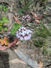 Pelargonium australe