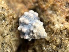 Nodilittorina pyramidalis