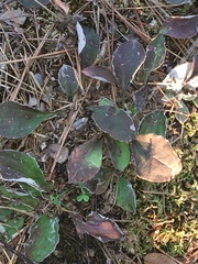 Antennaria plantaginifolia
