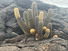 Brachycereus nesioticus