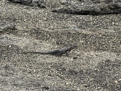 Microlophus albemarlensis