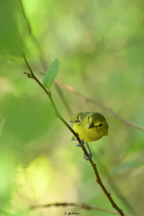 Vireo pallens